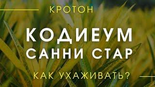 Кодиеум Санни Стар / Кротон - Как ухаживать? Как поливать? Особенности