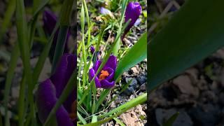 Spring purple crocus #shortvideo #collection #garden #crocuses #мойсад #music #love