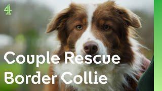 Distressed Collie finds comfort with a couple | The Dog House  | Margot the Collie