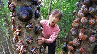 Poor Girl's AMAZING Discovery!  Caught many GIANT Snails Crawling on The Tree Very Strangely