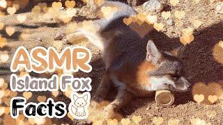 ASMR Island Fox Facts | Softly spoken ear-to-ear