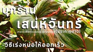 บุกร้าน | เสน่ห์จันทร์(ประกายดาว)สวนพฤกษชาติ มีเทคนิควิธีเร่งหน่อให้ออกเร็ว #เทคนิคทำฮอร์โมนไข่