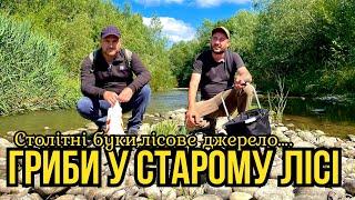 Перші Білі Гриби!!! Цього року будемо тільки сушити.