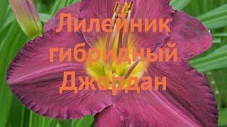 Лилейник гибридный Джордан (hemerocallis jordan)  обзор: как сажать, луковицы лилейника Джордан