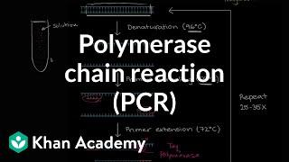 Polymerase chain reaction (PCR) | Biomolecules | MCAT | Khan Academy