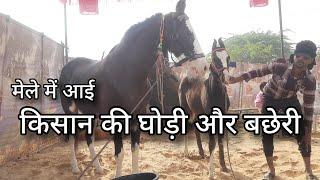 राजस्थान के किसान की मारवाड़ी घोड़िया और बछैरी | pushkar pashu mela 2023 | horse mandi