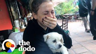 Iliza Shlesinger Cries Happy Tears Meeting New Rescue Dog | The Dodo You Know Me Now Meet My Pet