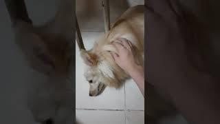 I tickle Miku Dog under the chair!