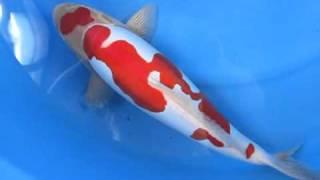 Yagenji Koifarm, Sansai Male Doitsu Kohaku Ornafish Japan Co.,Ltd