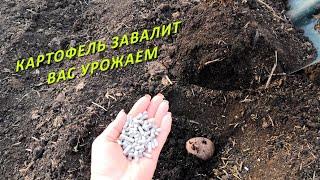 УРОЖАЯ КАРТОФЕЛЯ В 2 РАЗА БОЛЬШЕ, ЕСЛИ ПОСАДИТЬ ЭТИМ СПОСОБОМ!