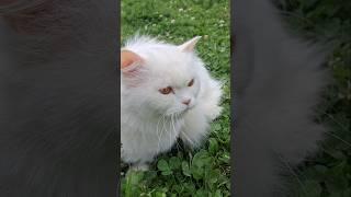 NEW CAT 