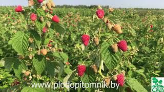 Малина Жар-птица. Ремонтантная малина российской селекции.
