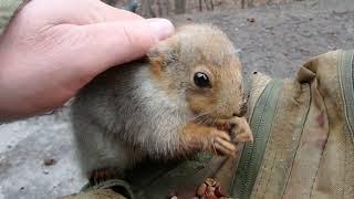 Про ласковую копию Толстой / About a cute copy of Tolstoy