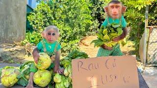 Monkey PiPi and TiTi excitedly helped Dad sell vegetables at the market