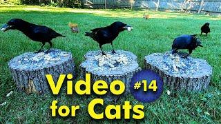 TV for Cats | Backyard Bird and Squirrel Watching | Video 14