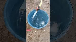 Excellent source of vitamins for chickens: Protect your flock #shorts
