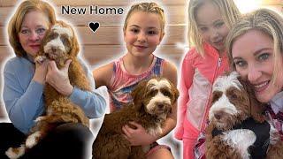 older goldendoodle puppy FINALLY finds her new home at 13 weeks old