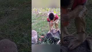 Cute and smart monkey Chita in the park with his rabbit friend #cuteanimals