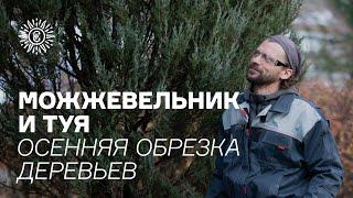 Можжевельник и туя. Осенняя обрезка деревьев