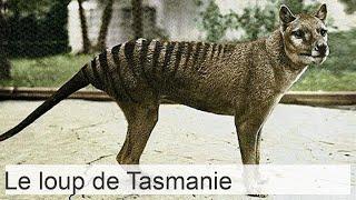 Le loup sombre ou loup de Tasmanie