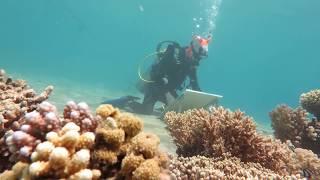 Olga Belka - Underwater painter