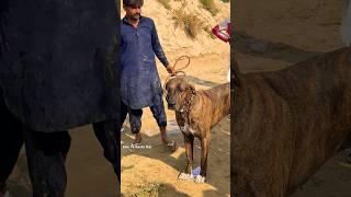 33 Inch Pakistani Bully Kutta Moti | Talha Ghouri Vlogs #shorts