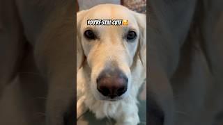  Is Daisy still cute? #goldenretriever #dog #puppy #shorts #viral #viralshorts #cute #cutedog #fyp
