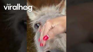 Rescued Donkey Loudly Proclaims Thanks || ViralHog