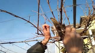 Pruning of vines - formation PERGOLA TENDONE