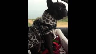 Howling lesson. Frenchie's make the cutest noises