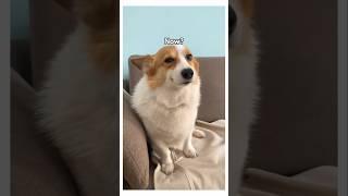 Dogs are so smart️