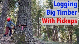 Harvesting Big Timber Without Heavy Equipment