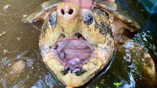 Live Unboxing 100 Year Old Turtles!!