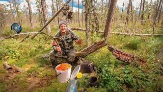 ДИКАЯ ЯГОДА В ДРЕМУЧЕМ ЛЕСУ. СБОР ЯГОД В КАРЕЛИИ. САМАЯ ПОЛЕЗНАЯ ЯГОДА В МИРЕ. КАК СОБИРАТЬ МОРОШКУ