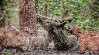 These Canids are hunting Forest Giants! Dholes are bold and fearless!