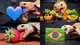 ASMR Mukbang Eating Food for Sleep  Turtle Tortoise