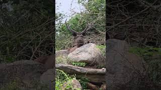Sambar  Deer #anime