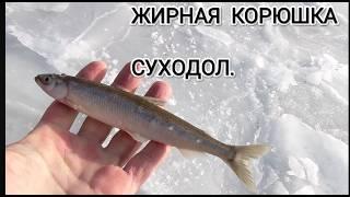 Крупная корюшка на бухте Суходол. Зимняя рыбалка в Приморье