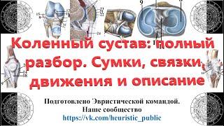 Коленный сустав: полный разбор. Сумки, связки, движения и общая характеристика