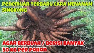 PENEMUAN TERBARU CARA MENANAM SINGKONG AGAR BERBUAH / BERISI BANYAK, 50 KG PER POHON