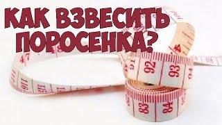 Как взвесить поросенка без весов