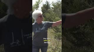 Interesting Cedar tree facts! #plants #outdoors #landforsale #nature #land
