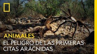 Las primeras citas arácnidas son muy peligrosas | NATIONAL GEOGRAPHIC ESPAÑA