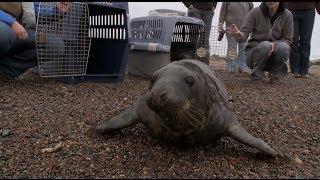 Double Seal Release - Hope for Wildlife The Webisodes