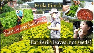 How Koreans eat Perila Leaves #Farm Tour, Kimchi making