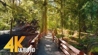 4K Virtual Hike through Canadian Forest (with Nature Sounds) - Incredible Nature of British Columbia