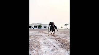 Nazabazi with Mubashar Tiwana#beautifulhorses #horse #pakistan#punjab #youtube#youtubeshorts