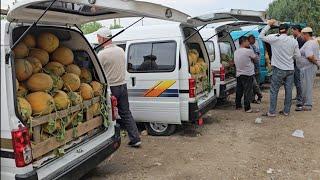 Жамашуй ковун бозори нархлар жуда арзон