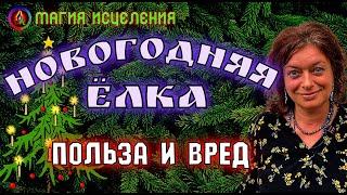 Ель — Новогодняя ёлка, польза и вред | Лечение сосновыми иголками, отвары из хвои | Полезные советы