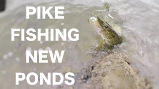 Pike Fishing a new pond - UK Lure Fishing - Vlog